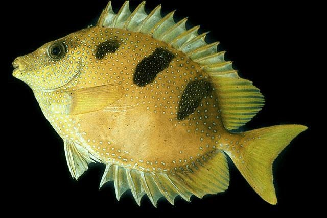 海水魚種類（海水魚的飼養技巧）