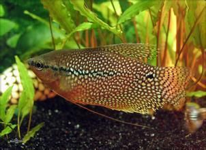 魟魚身上有黑點怎么回事：魟魚身上出現黑點怎么回事