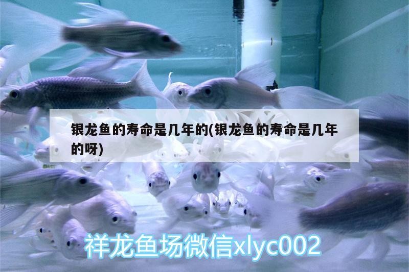 銀龍魚(yú)的壽命是幾年的(銀龍魚(yú)的壽命是幾年的呀)