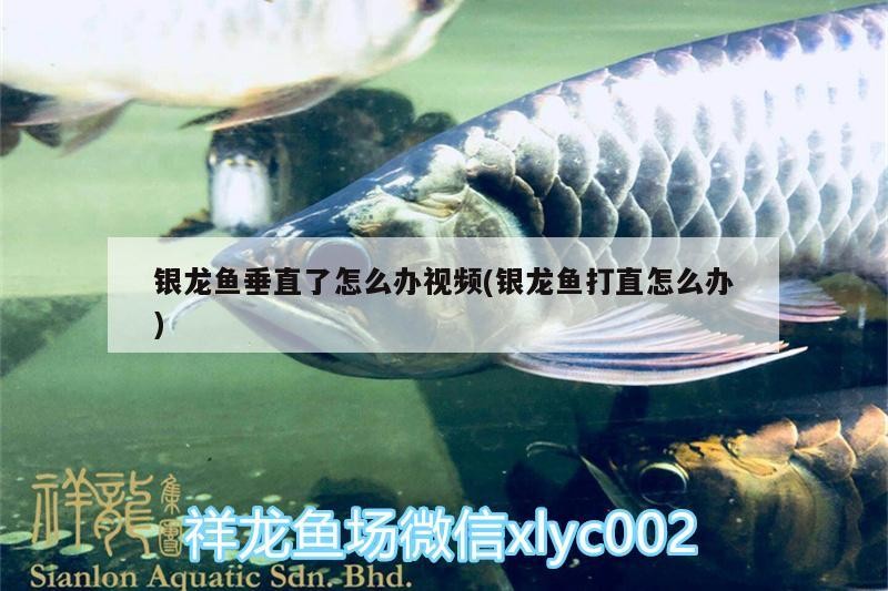 銀龍魚垂直了怎么辦視頻(銀龍魚打直怎么辦)