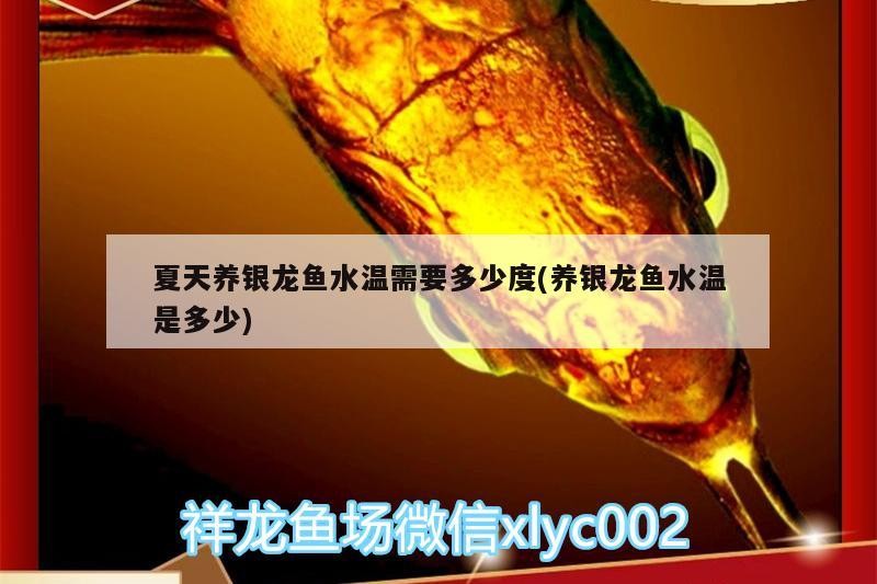 夏天養銀龍魚水溫需要多少度(養銀龍魚水溫是多少)