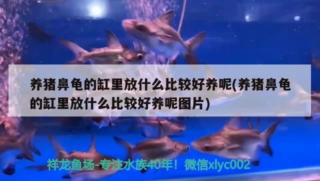 養豬鼻龜的缸里放什么比較好養呢(養豬鼻龜的缸里放什么比較好養呢圖片)