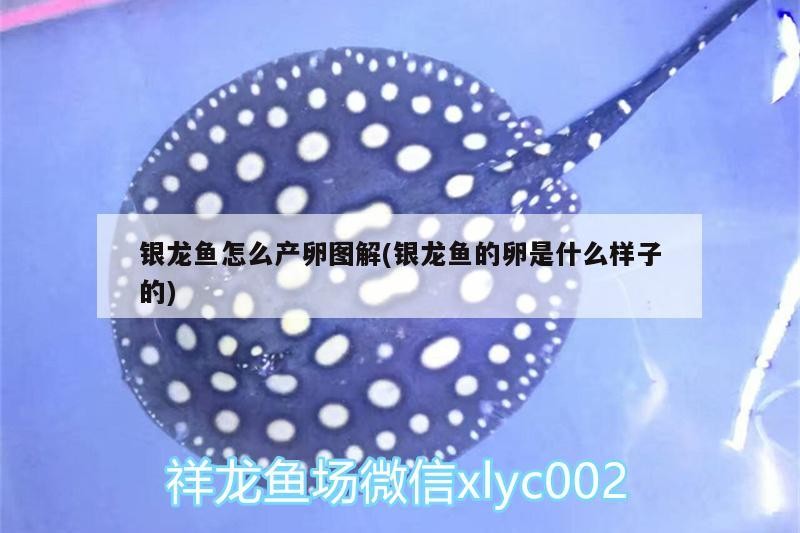 銀龍魚怎么產卵圖解(銀龍魚的卵是什么樣子的)