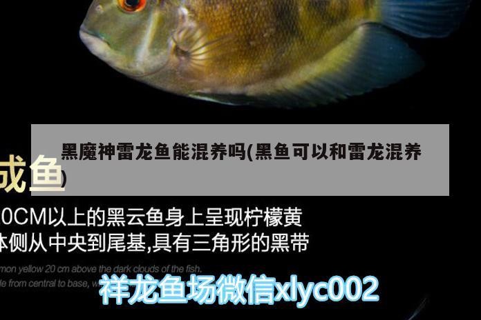 羅漢魚 黑魔神雷龍魚能混養嗎(黑魚可以和雷龍混養) 魟魚百科 黑魔神雷龍魚能混養嗎(黑魚可以和雷龍混養) 黑魔神雷龍魚能混養嗎(黑魚可以和雷龍混養) 魟魚百科