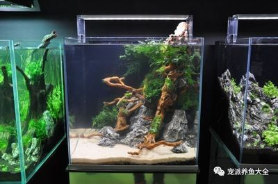 100的魚缸多少升水：100升水的魚缸多少升水