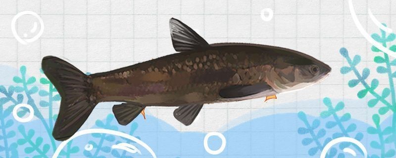 龍魚噎到了vs祥龍魚場：祥龍魚場的評價龍魚飼養(yǎng)注意事項