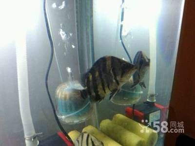 印尼虎魚暴斃事件是真的嗎：印尼虎魚暴斃事件可能是真實發生的，魚友b的印尼虎魚突然死亡