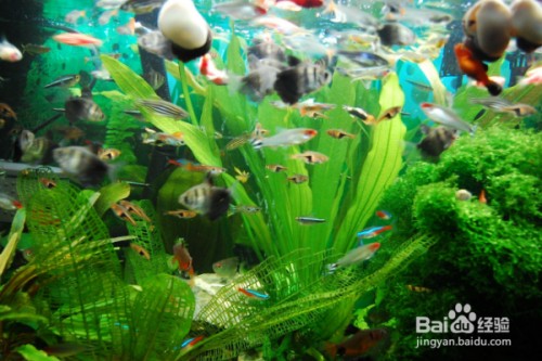 給大魚缸換水的作文:體驗給大魚缸換水的樂趣:體驗給大魚缸換水:給大魚缸換水的作文 創寧水泵顯示e07是啥意思呀(創寧水泵顯示e07是啥意思呀怎么解決) 創寧水族 創寧水泵顯示e07是啥意思呀(創寧水泵顯示e07是啥意思呀怎么解決) 創寧水泵顯示e07是啥意思呀(創寧水泵顯示e07是啥意思呀怎么解決) 創寧水族
