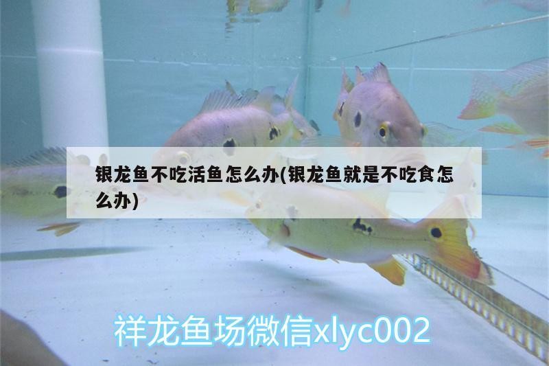 銀龍魚不吃活魚怎么辦(銀龍魚就是不吃食怎么辦)