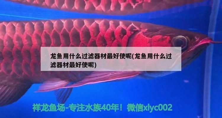 龍魚用什么過濾器材最好vs祥龍魚場：祥龍魚場過濾器選購指南龍魚過濾器材維護技巧
