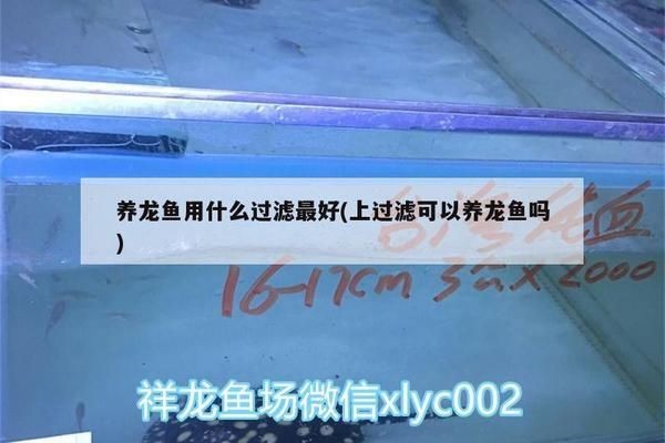龍魚用什么過濾器材最好vs祥龍魚場：祥龍魚場過濾器選購指南龍魚過濾器材維護技巧
