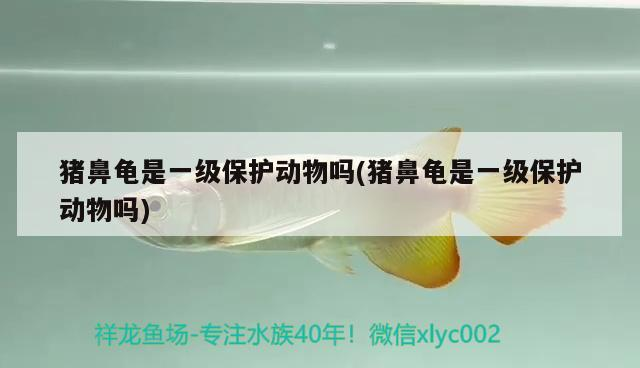 詳細閱讀:豬鼻龜是一級保護動物嗎(豬鼻龜是一級保護動物嗎) 豬鼻龜是一級保護動物嗎(豬鼻龜是一級保護動物嗎)