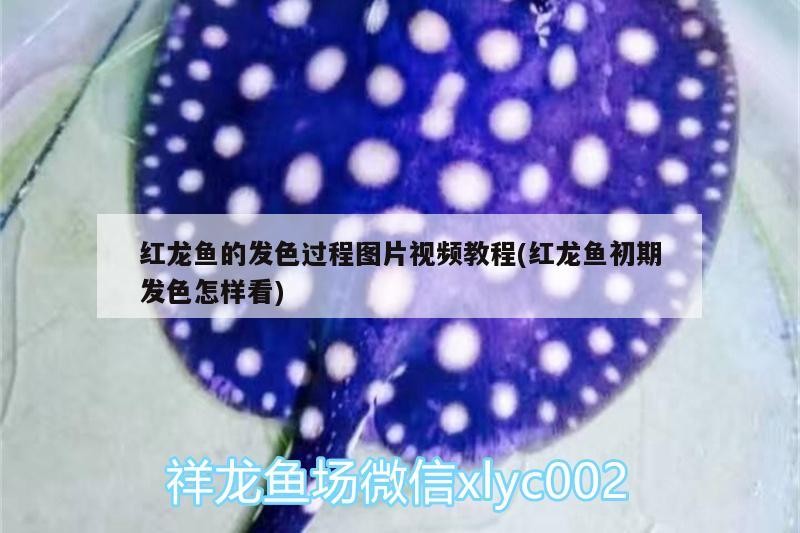 紅龍魚的發色過程圖片視頻教程(紅龍魚初期發色怎樣看)