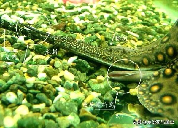 魟魚掉下來的刺還有毒嗎視頻：魟魚掉下來的刺還有毒嗎