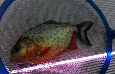 虎魚(yú)訓(xùn)食飼料的方法：如何訓(xùn)練虎魚(yú)吃飼料