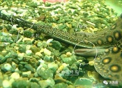 淡水魟魚怎么養：淡水魟魚的飼養需要注意以下幾個方面：淡水魟魚
