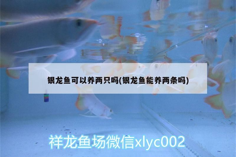 銀龍魚可以養(yǎng)兩只嗎(銀龍魚能養(yǎng)兩條嗎)