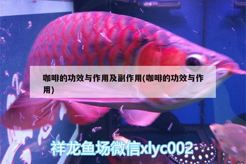 咖啡的功效與作用及副作用(咖啡的功效與作用)