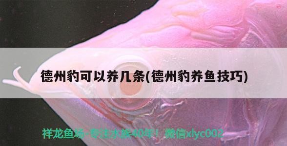 德州豹可以養幾條(德州豹養魚技巧)