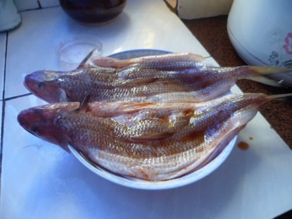 梅州龍魚vs祥龍魚場（探討梅州龍魚與祥龍魚場之間的差異之前，我們需要明確兩者所指的內容）