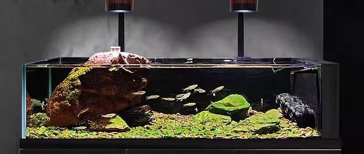 肅州區(qū)云龍水族館(肅州區(qū)云龍水族館電話) 全國水族館企業(yè)名錄 第2張 肅州區(qū)云龍水族館(肅州區(qū)云龍水族館電話) 肅州區(qū)云龍水族館(肅州區(qū)云龍水族館電話) 全國水族館企業(yè)名錄 第2張