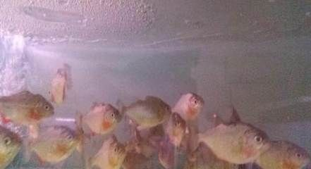 大連龍魚vs祥龍魚場（大連龍魚與祥龍魚場的區(qū)別）