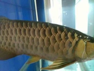 大連龍魚vs祥龍魚場（大連龍魚與祥龍魚場的區(qū)別）