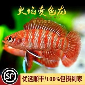 紅龍魚什么樣算火焰尾：紅龍魚什么樣算火焰尾詳情