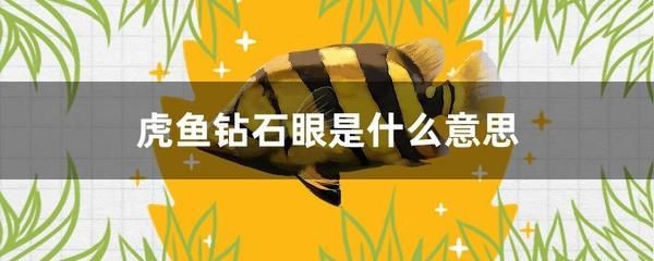 虎魚要天天喂嗎：虎魚的喂食頻率并不固定不變，而是取決于虎魚的大小和種類 虎魚要天天喂嗎：虎魚的喂食頻率并不固定不變，而是取決于虎魚的大小和種類 虎魚百科 第2張