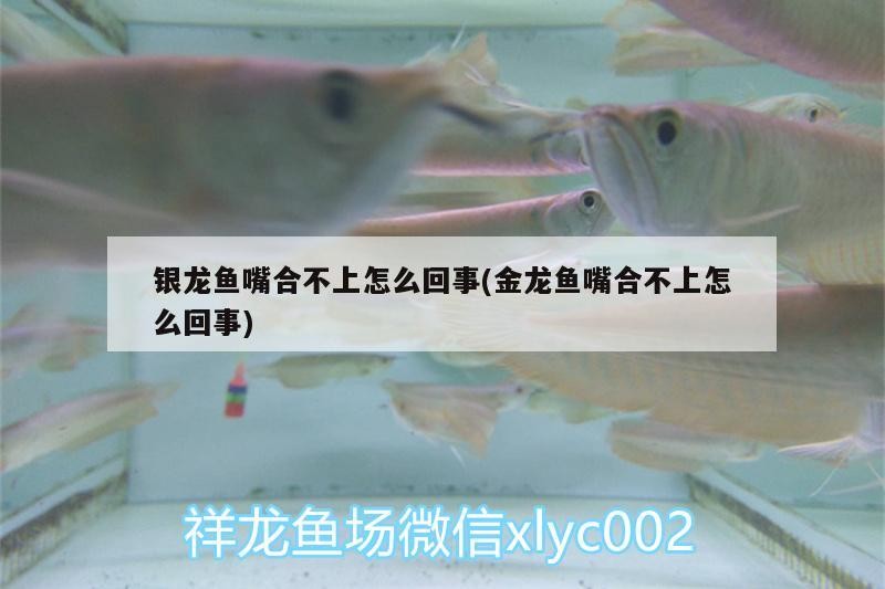 銀龍魚嘴合不上怎么回事(金龍魚嘴合不上怎么回事)