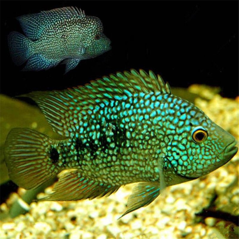 德州龍魚vs祥龍魚場（祥龍魚場與德州龍魚的區別）