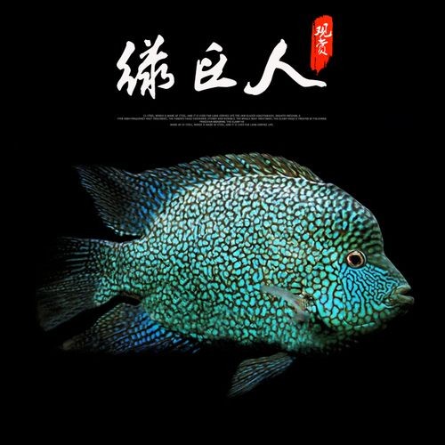德州龍魚vs祥龍魚場（祥龍魚場與德州龍魚的區別）