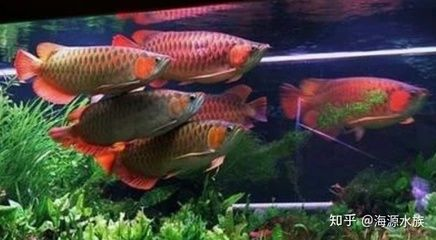 虎魚眼睛腫了用什么藥最好：虎魚眼睛腫了怎么辦