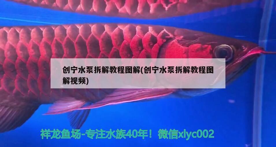 創(chuàng)寧水泵拆解教程圖解(創(chuàng)寧水泵拆解教程圖解視頻)