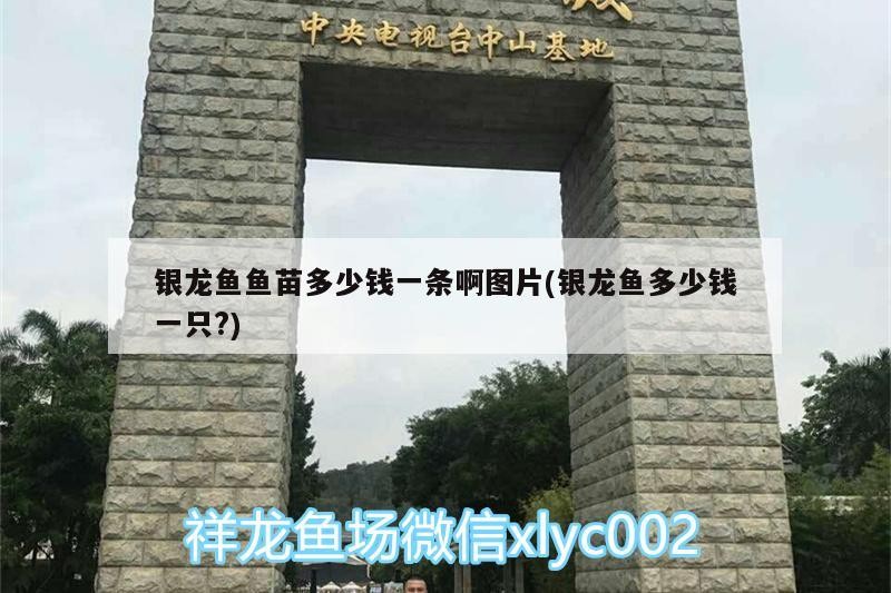 銀龍魚魚苗多少錢一條啊圖片(銀龍魚多少錢一只?)