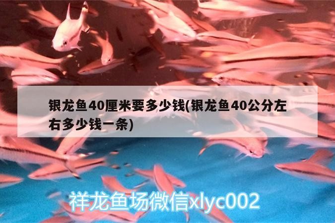 銀龍魚40厘米要多少錢(銀龍魚40公分左右多少錢一條)