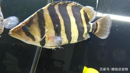 虎魚要喂什么：虎魚的喂食應該注重食物的選擇、喂食的頻率和訓食技巧
