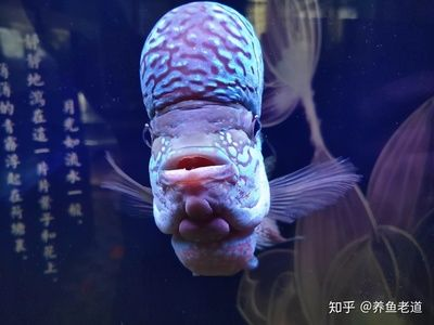 虎魚要喂什么：虎魚的喂食應該注重食物的選擇、喂食的頻率和訓食技巧