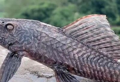 魟魚大口呼吸：[需手動填充]魚為什么會大口呼吸