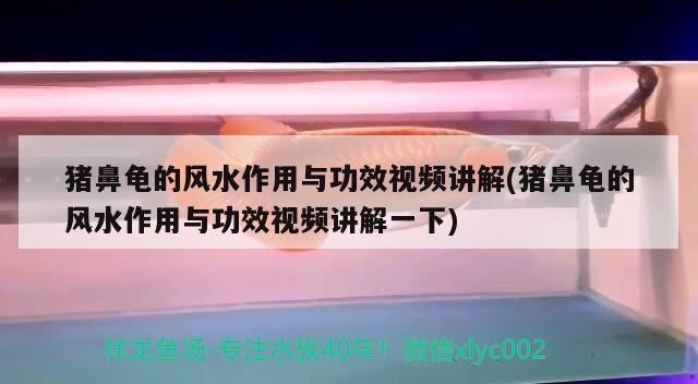 豬鼻龜?shù)娘L水作用與功效視頻講解(豬鼻龜?shù)娘L水作用與功效視頻講解一下)