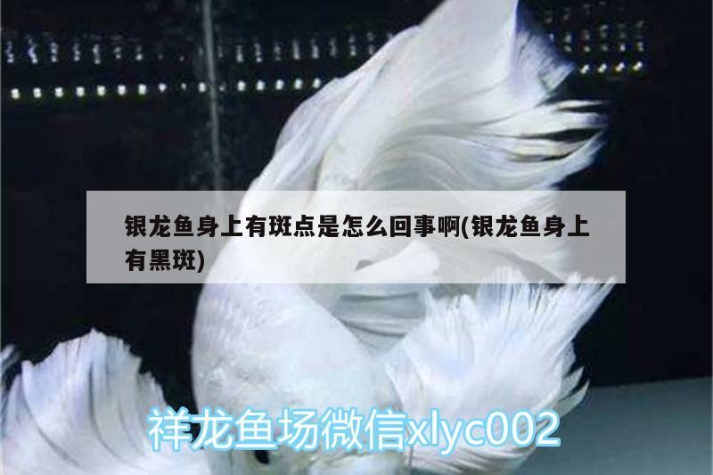 銀龍魚身上有斑點是怎么回事啊(銀龍魚身上有黑斑)