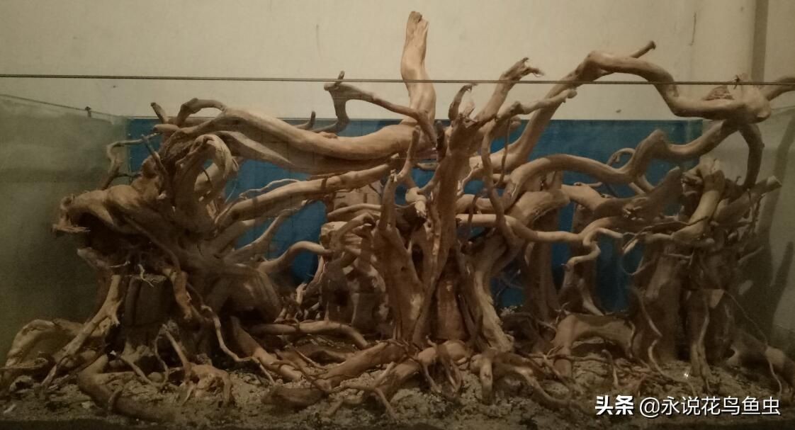 50魚缸造景骨架：50厘米魚缸造景-棲木草缸造景