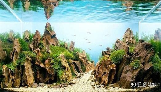 50魚缸造景骨架：50厘米魚缸造景-棲木草缸造景
