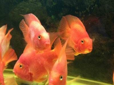 搬家送魚缸有講究嗎：搬家時送魚缸有講究 搬家送魚缸有講究嗎：搬家時送魚缸有講究 魚缸百科 第3張