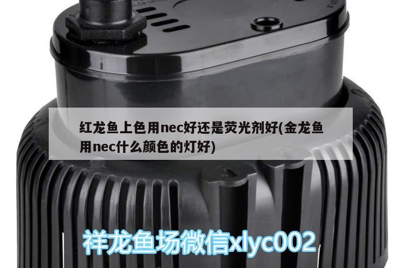 魟魚 紅龍魚上色用nec好還是熒光劑好(金龍魚用nec什么顏色的燈好) 魟魚百科 紅龍魚上色用nec好還是熒光劑好(金龍魚用nec什么顏色的燈好) 紅龍魚上色用nec好還是熒光劑好(金龍魚用nec什么顏色的燈好) 魟魚百科