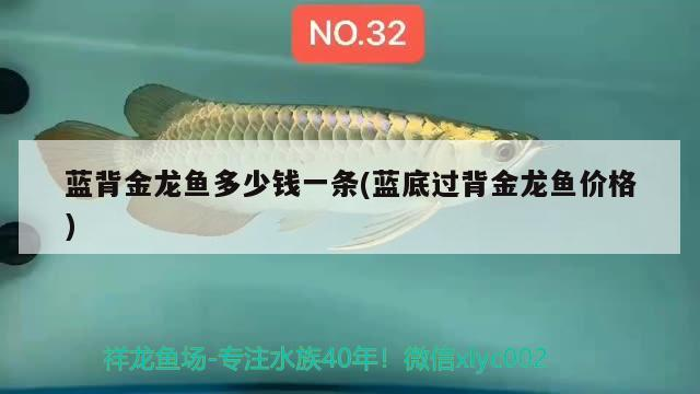 藍背金龍魚多少錢一條(藍底過背金龍魚價格)
