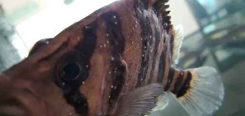 虎魚身上有白點啥原因引起的怎么治：虎魚身上出現白點可能是由于白點病引起的