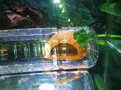 5個(gè)礦泉水瓶魚缸多大合適：如何用礦泉水瓶做魚缸？