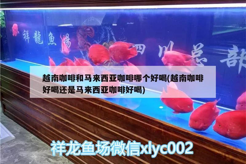 越南咖啡和馬來西亞咖啡哪個好喝(越南咖啡好喝還是馬來西亞咖啡好喝) 越南咖啡和馬來西亞咖啡哪個好喝(越南咖啡好喝還是馬來西亞咖啡好喝) 馬來西亞咖啡