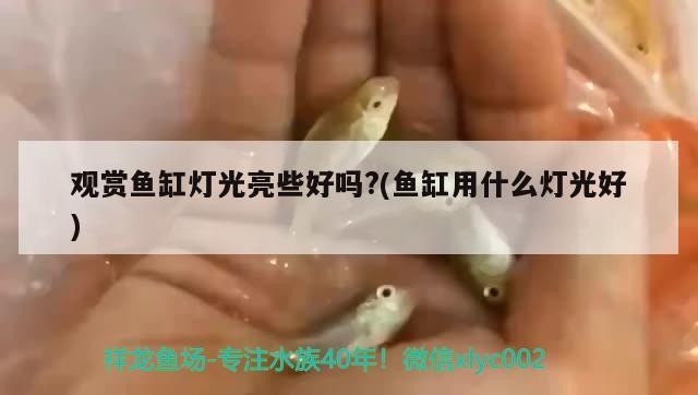 魚缸造景先放沙還是先放水(魚缸造景先鋪沙還是先放石頭) 觀賞魚缸燈光亮些好嗎?(魚缸用什么燈光好) 魟魚百科 觀賞魚缸燈光亮些好嗎?(魚缸用什么燈光好) 觀賞魚缸燈光亮些好嗎?(魚缸用什么燈光好) 魟魚百科